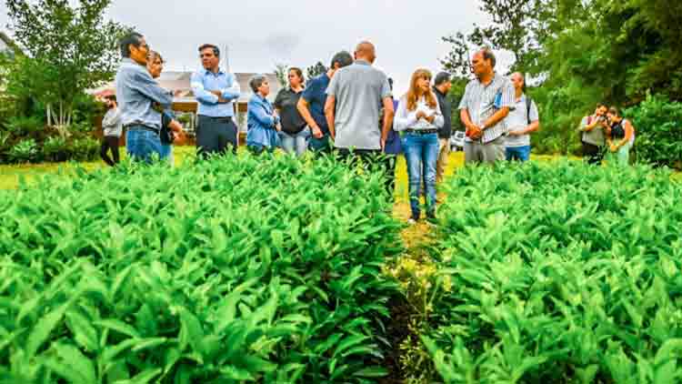 El té argentino obtuvo sello de indicación geográfica