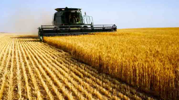 Se estima un nuevo récord en la producción de trigo en Entre Ríos
