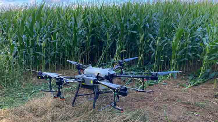 La Justicia prohibió fumigar con drones en Entre Ríos: niña de 12 años sufre “daño genotóxico crónico”