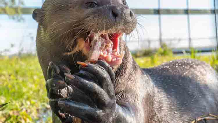Regresa a Argentina mamífero en peligro de extinción: llevan años luchando por su reintroducción