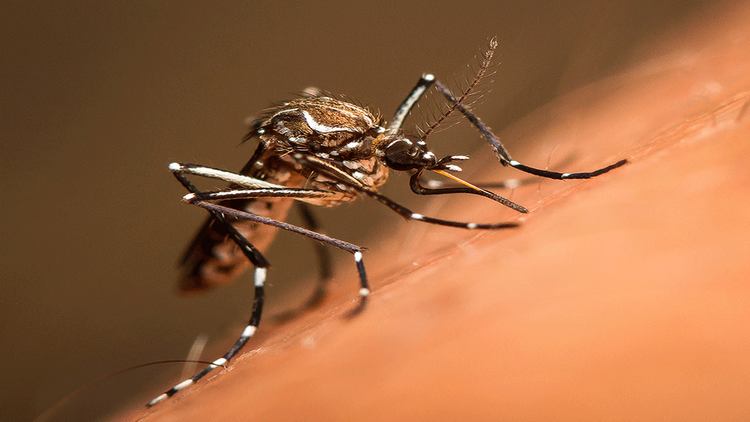 Nación enviará a Entre Ríos vacunas contra el dengue: la inmunización será de manera escalonada