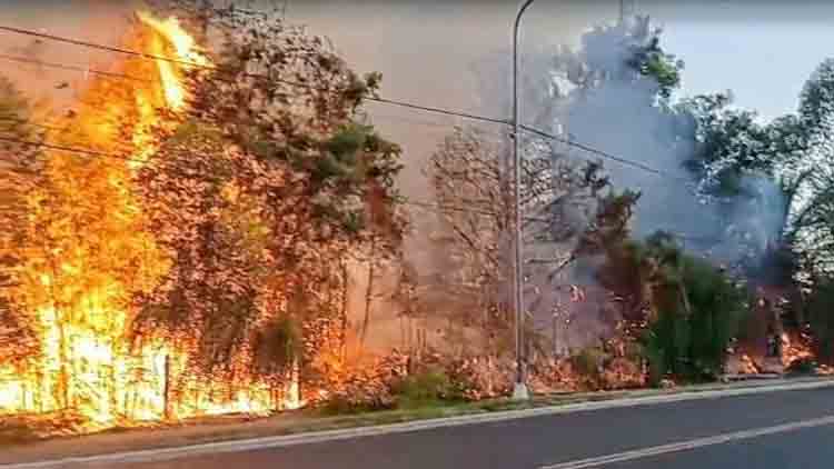 Aseguran que un 98% de los incendios son por causas humanas