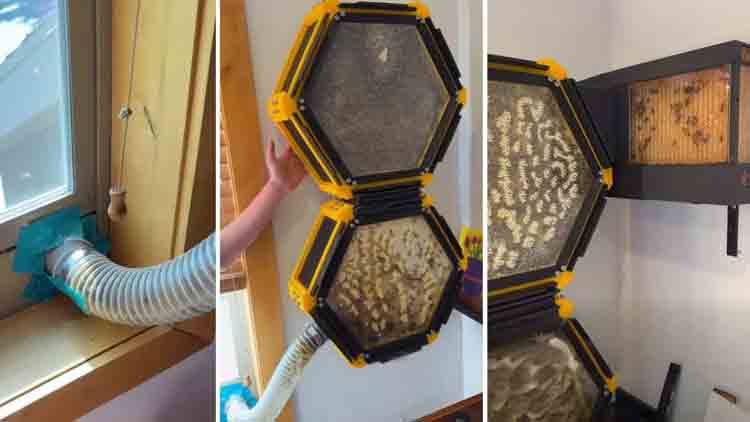 Joven de 13 años diseña colmena modular impresa en 3D para 40.000 abejas 