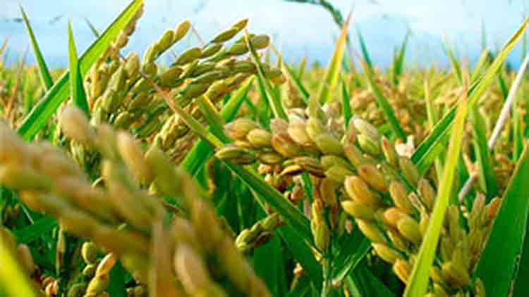 Cae la siembra de arroz en Entre Ríos por la baja rentabilidad: será un 13% menor que en 2024