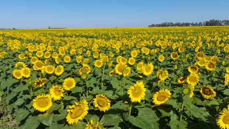 El girasol argentino, ¿el mejor plan b para el mundo?