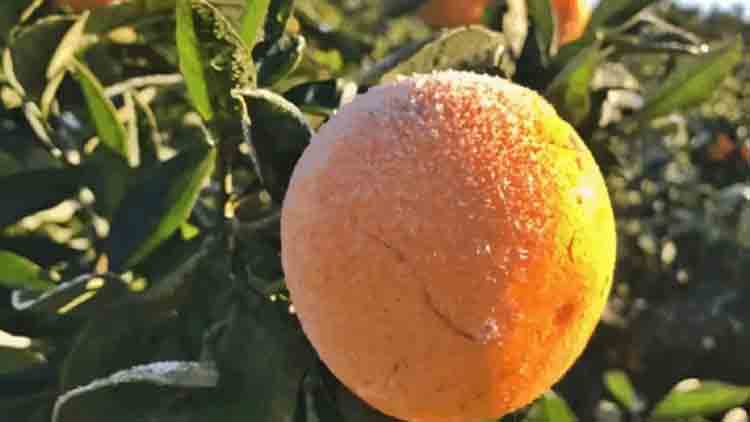 Nación declaró la emergencia agropecuaria para citrus, soja, hortícolas y de nuez pecán, en zonas de Entre Ríos