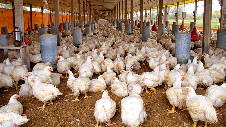 Encuesta nacional: el pollo tiene una alta imagen positiva en los consumidores argentinos