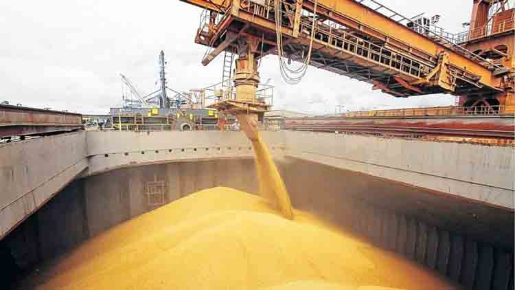 Mientras sueña con un récord productivo, el trigo trae un pan bajo el brazo con las exportaciones