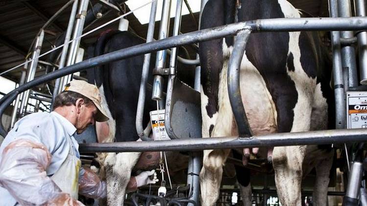 Las exportaciones lácteas alcanzarían un nuevo récord este año, pero con precios bajos