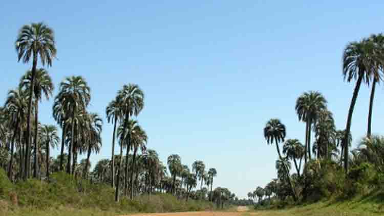 Intendentes de la Microrregión harán pedido en conjunto a Cancillería