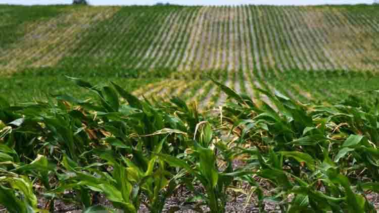 Reservas hídricas críticas y deterioro de la soja: el informe de la Bolsa de Cereales de Entre Ríos alertó sobre el inicio de 2026